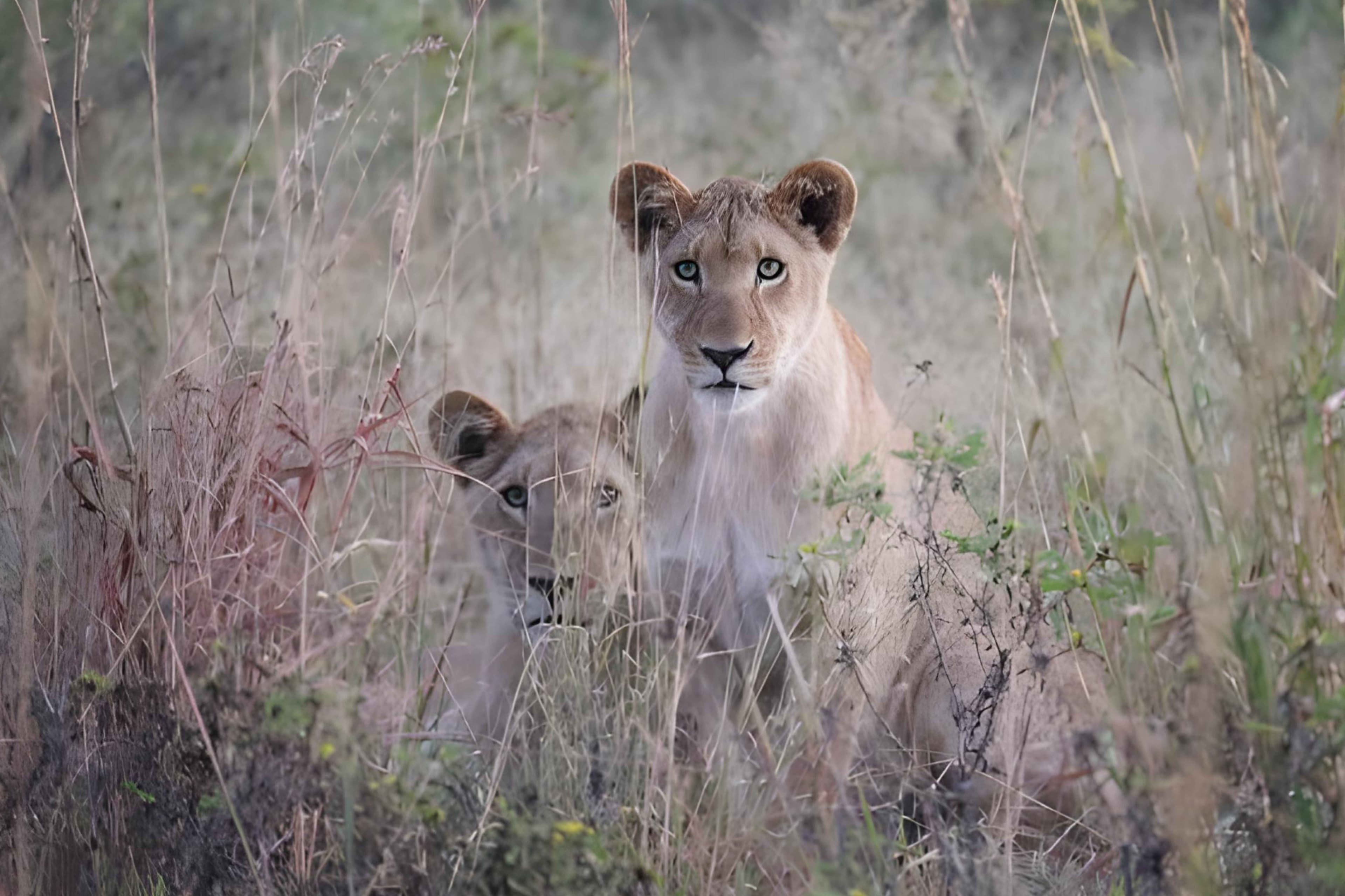 Lions in the savanna