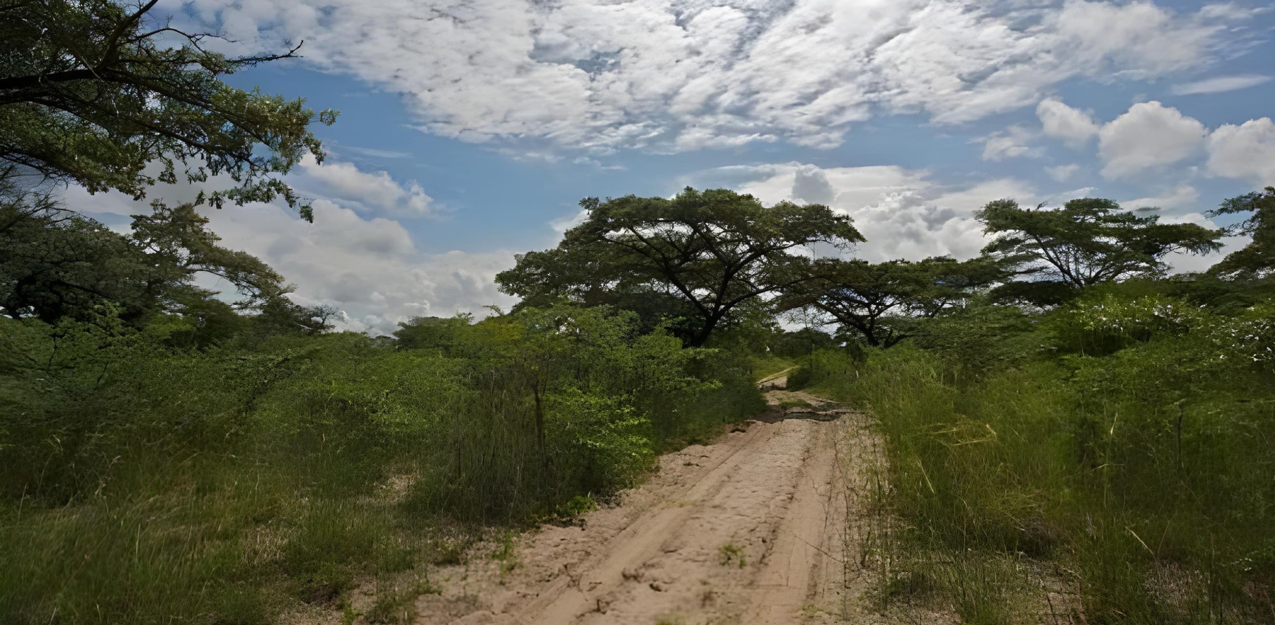 Sandy road through African bush - Journey to Camp Kwando