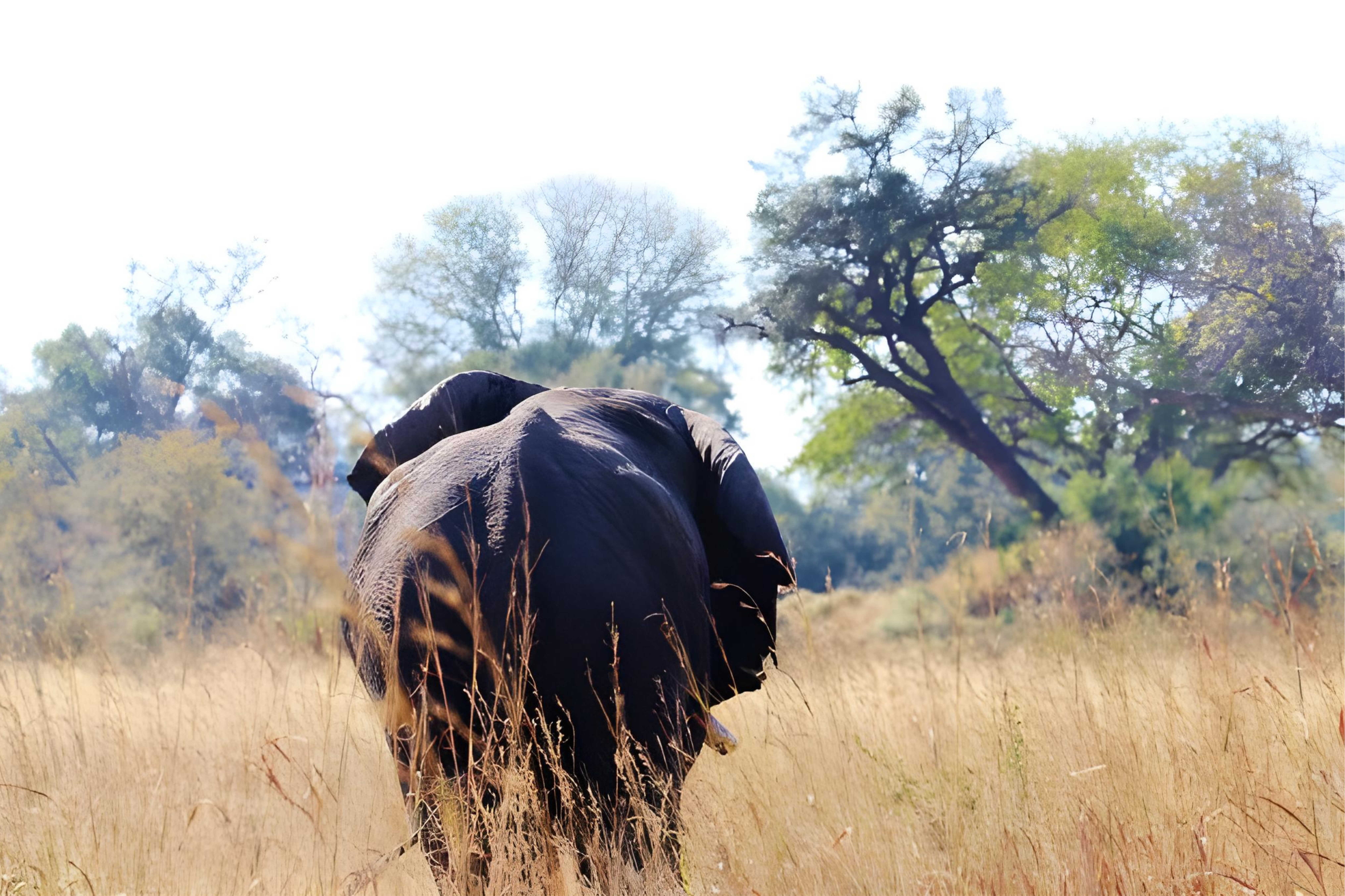 Elephant walking through the African savanna