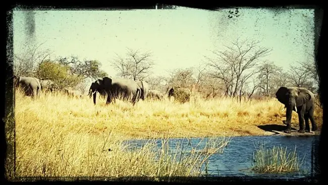 Elephant at Waterhole
