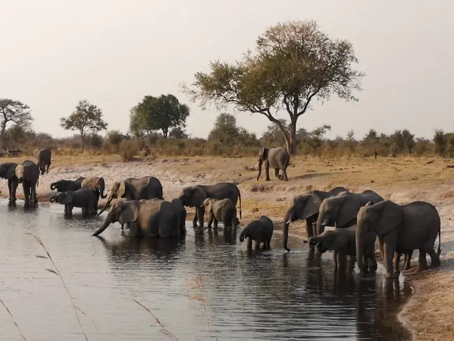 Elephant Family Group