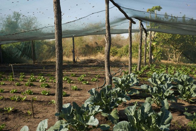 potager