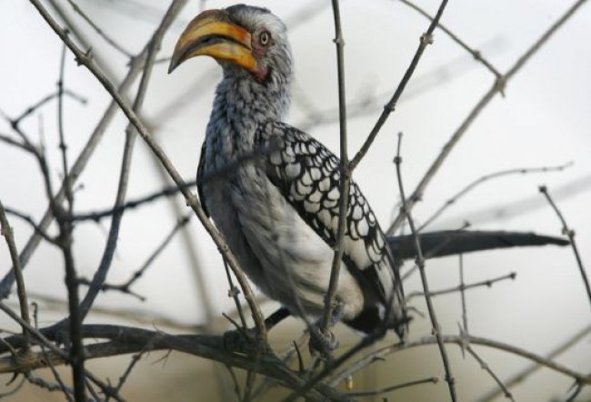 bird 9